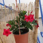 Lejlighed Amfi Kardamena (Kos)