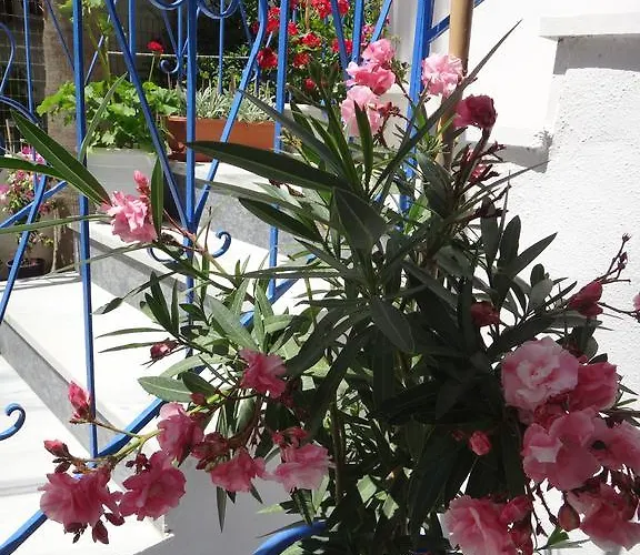 Amfi Kardamena (Kos)