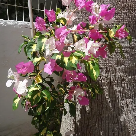 Amfi Διαμέρισμα *