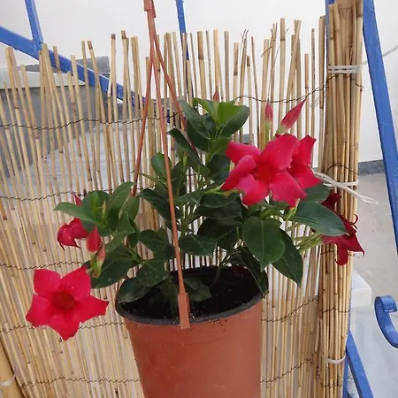 Apartament Amfi Kardamena (Kos)