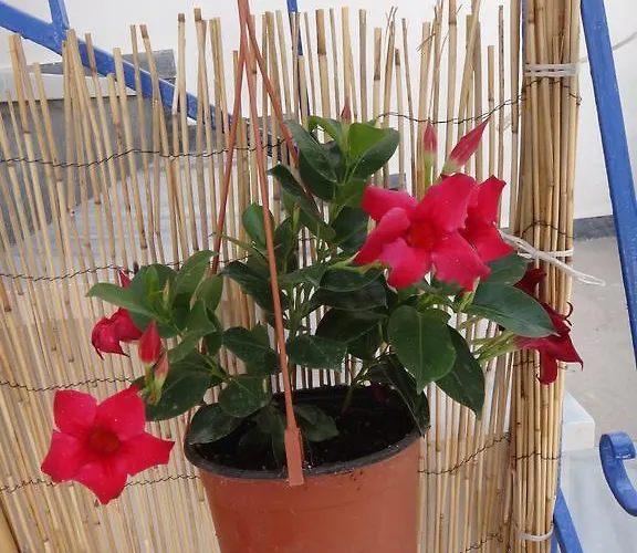 Apartament Amfi Kardamena (Kos)